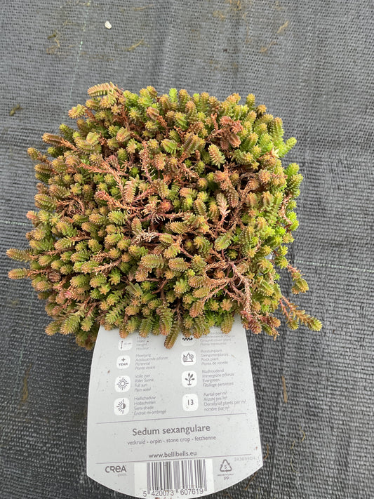 Sedum sexangulare P11