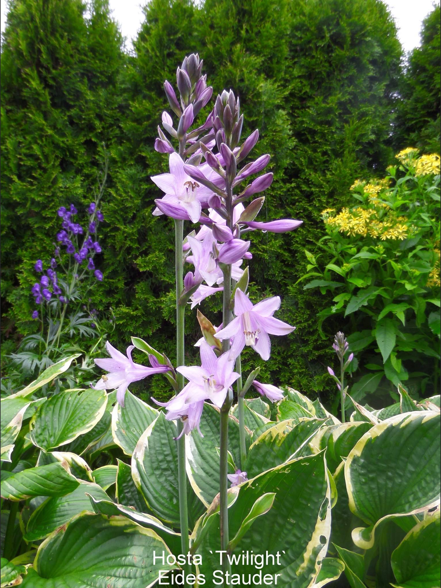 Hosta ‘Twilight’