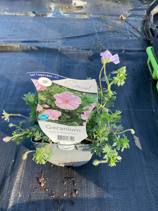 Geranium sanguineum ‘Frivolius Pink’ P11x11