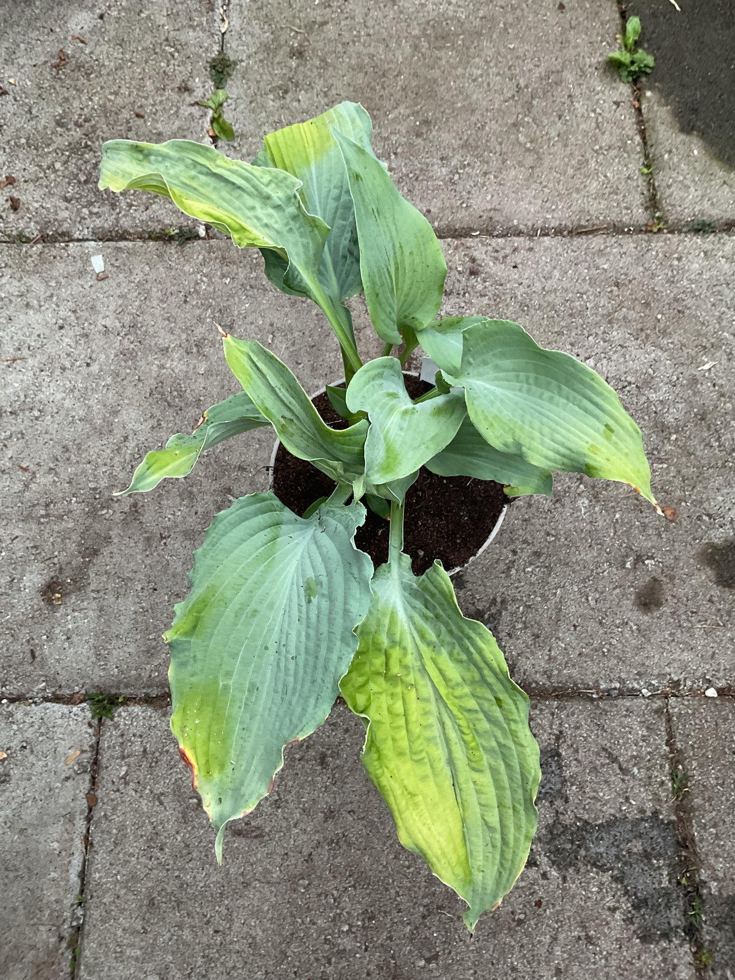 Hosta ‘Flemish Sky’ P15