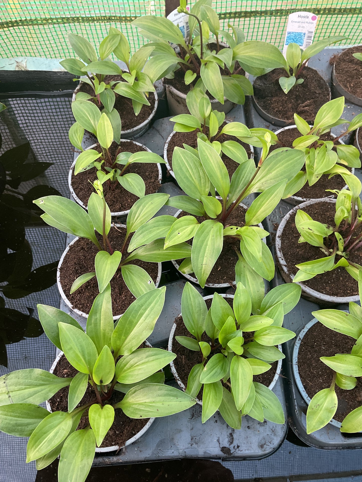 Hosta ‘Emeralds and Rubies’ P12