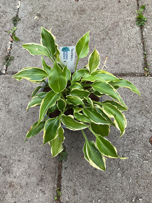 Hosta ‘Tea at Bettys’