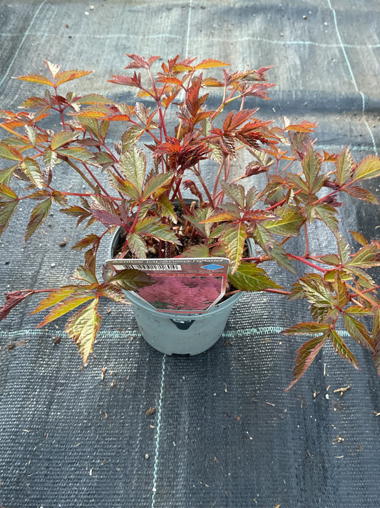 Astilbe japonica ‘Mainz’ P11
