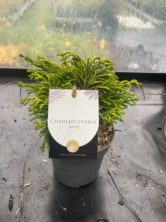 Chamaecyparis ‘Gitte’ P10