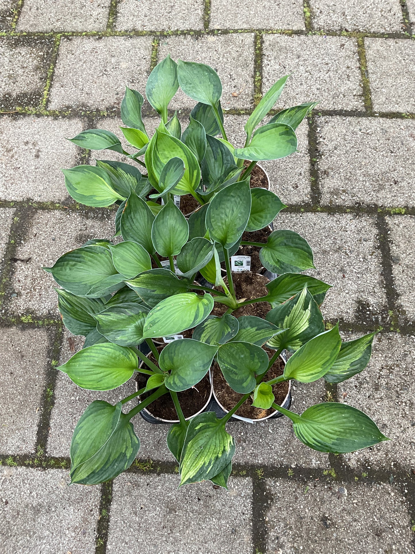 Hosta ‘Colored Hulk’ P15
