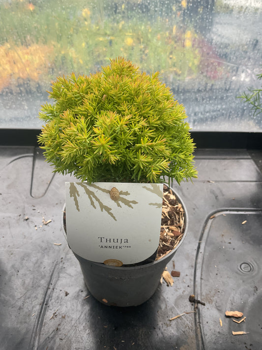 Thuja ‘Anniek’