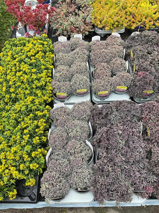 Sedum cauticola ‘Painted Pebble’ P12