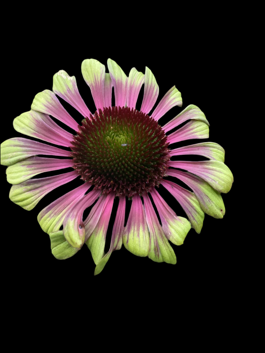 Echinacea ‘Green Twister’
