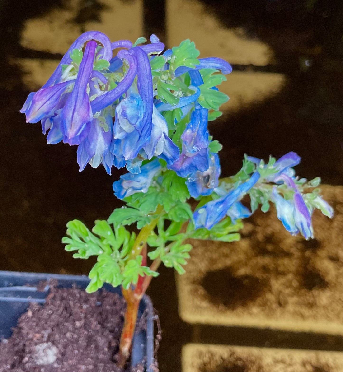 Corydalis calycosa P21