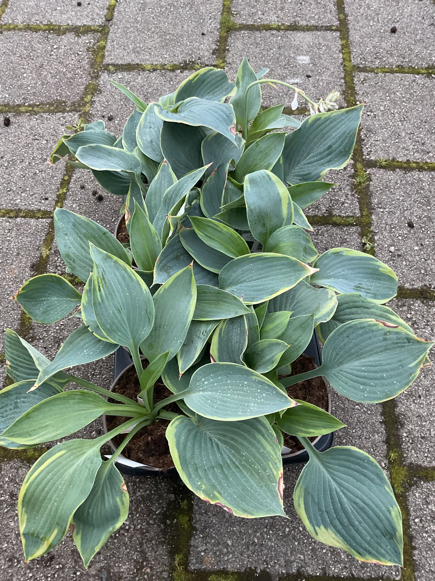 Hosta ‘Alvaline Tailor’ P15