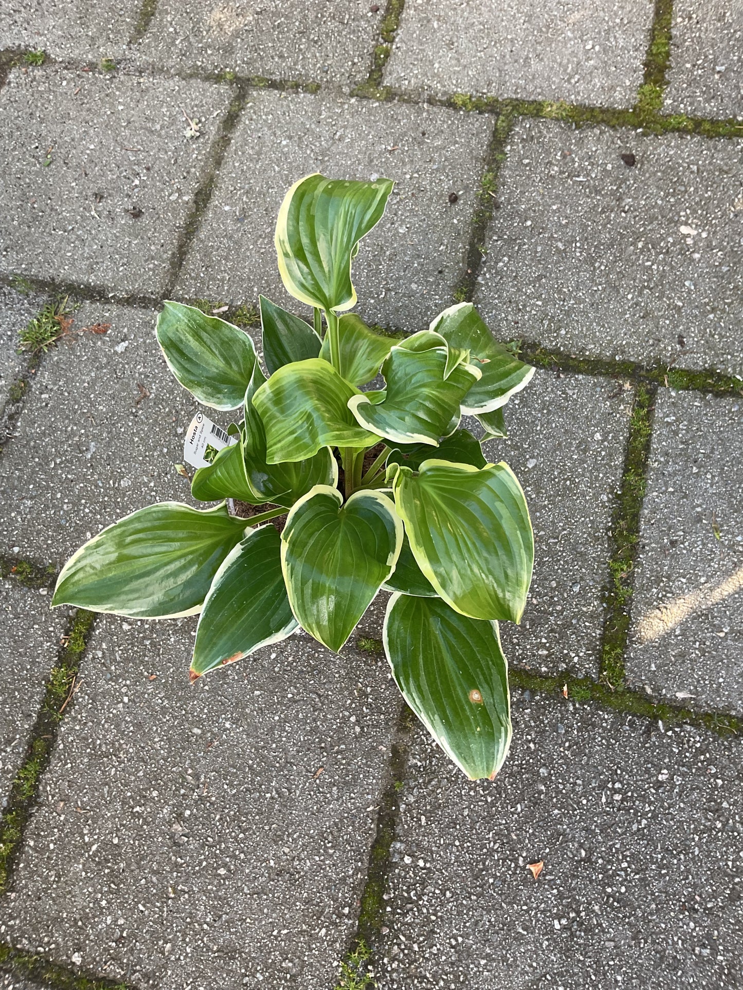 Hosta ‘Sugar and Spice’