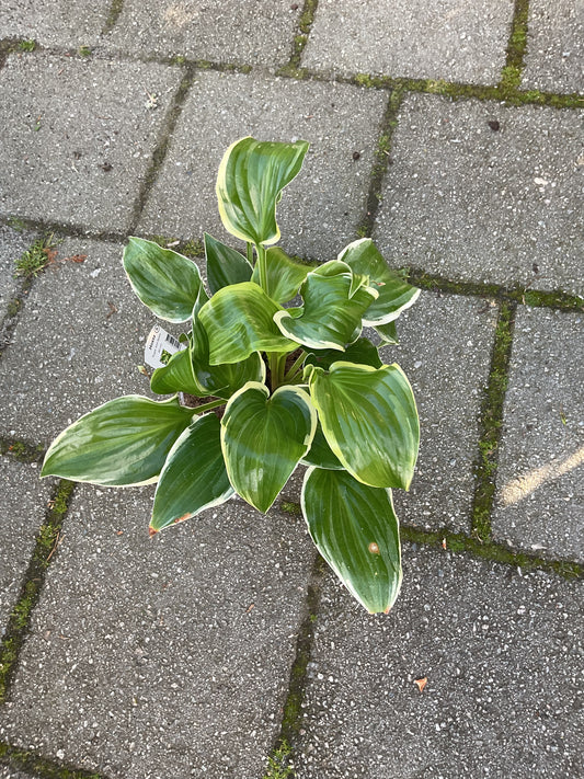 Hosta ‘Sugar and Spice’