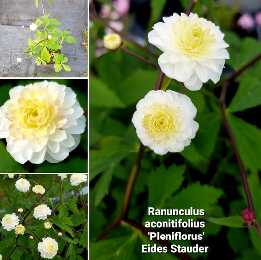 Ranunculus aconitifolius ‘Pleniflorus’ P13