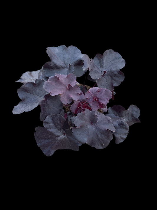 Heuchera ‘Black Forest Cake’ P15
