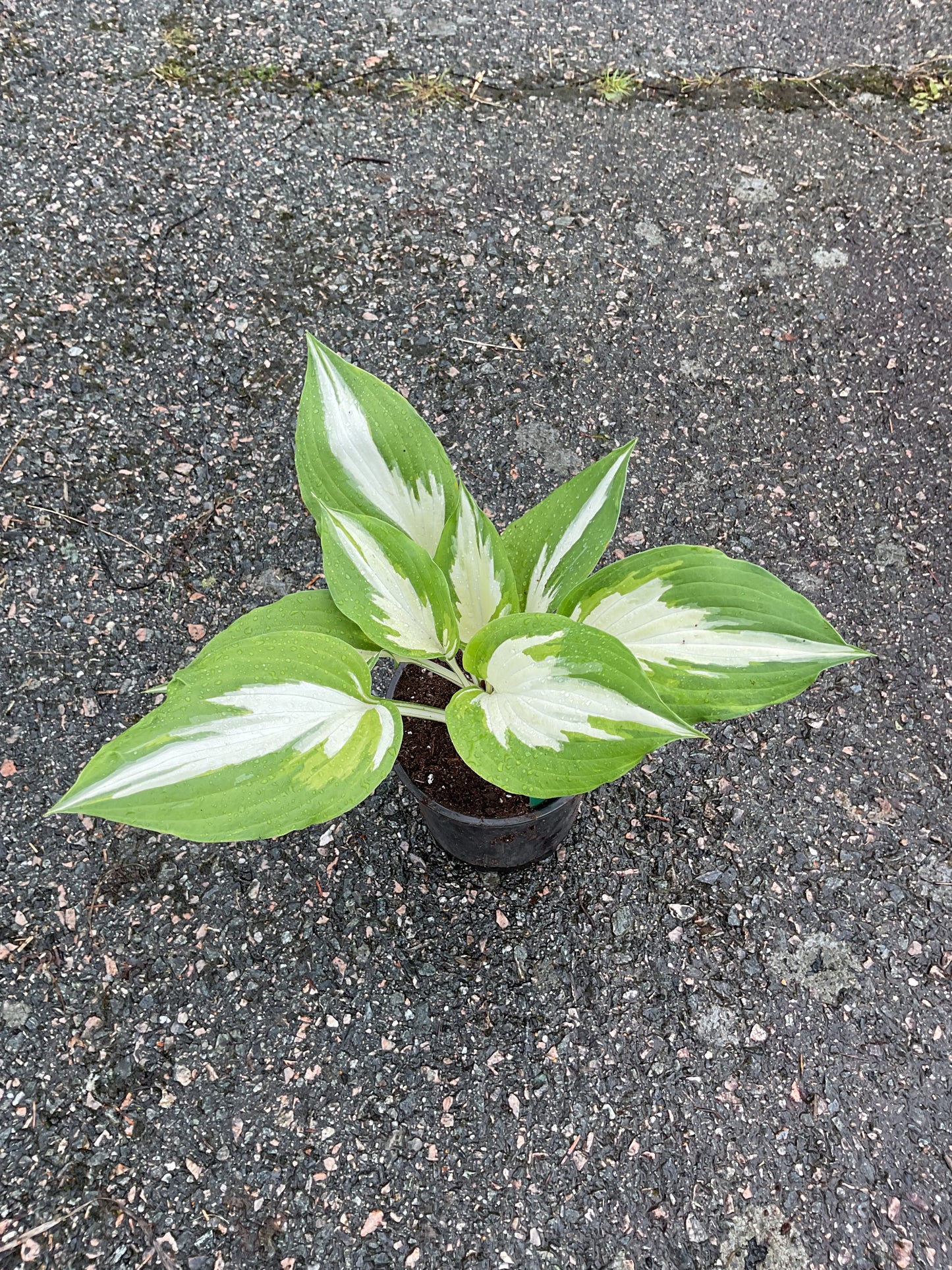 Hosta ‘Christmas Candy’