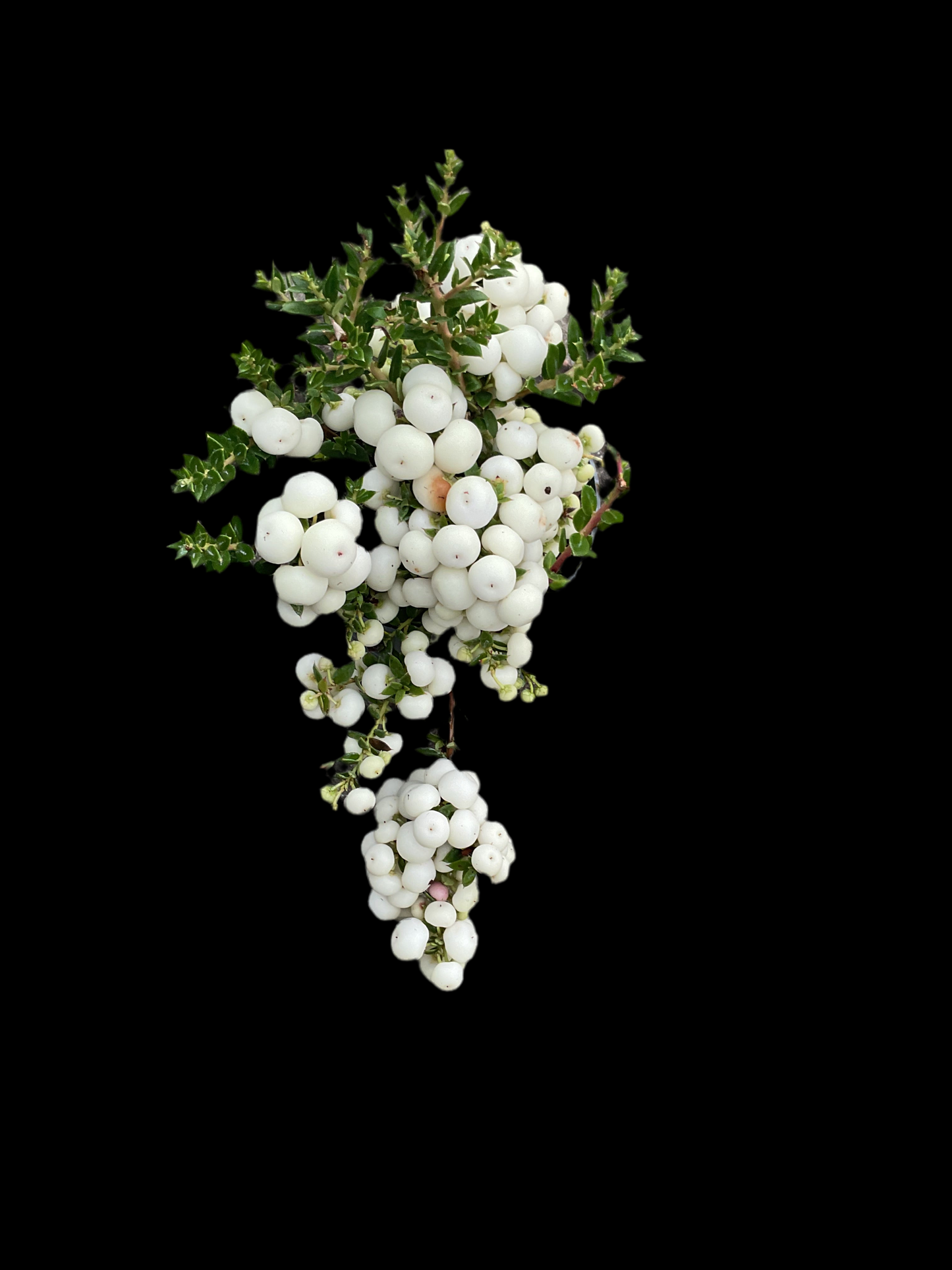 Gaultheria mucronata P11