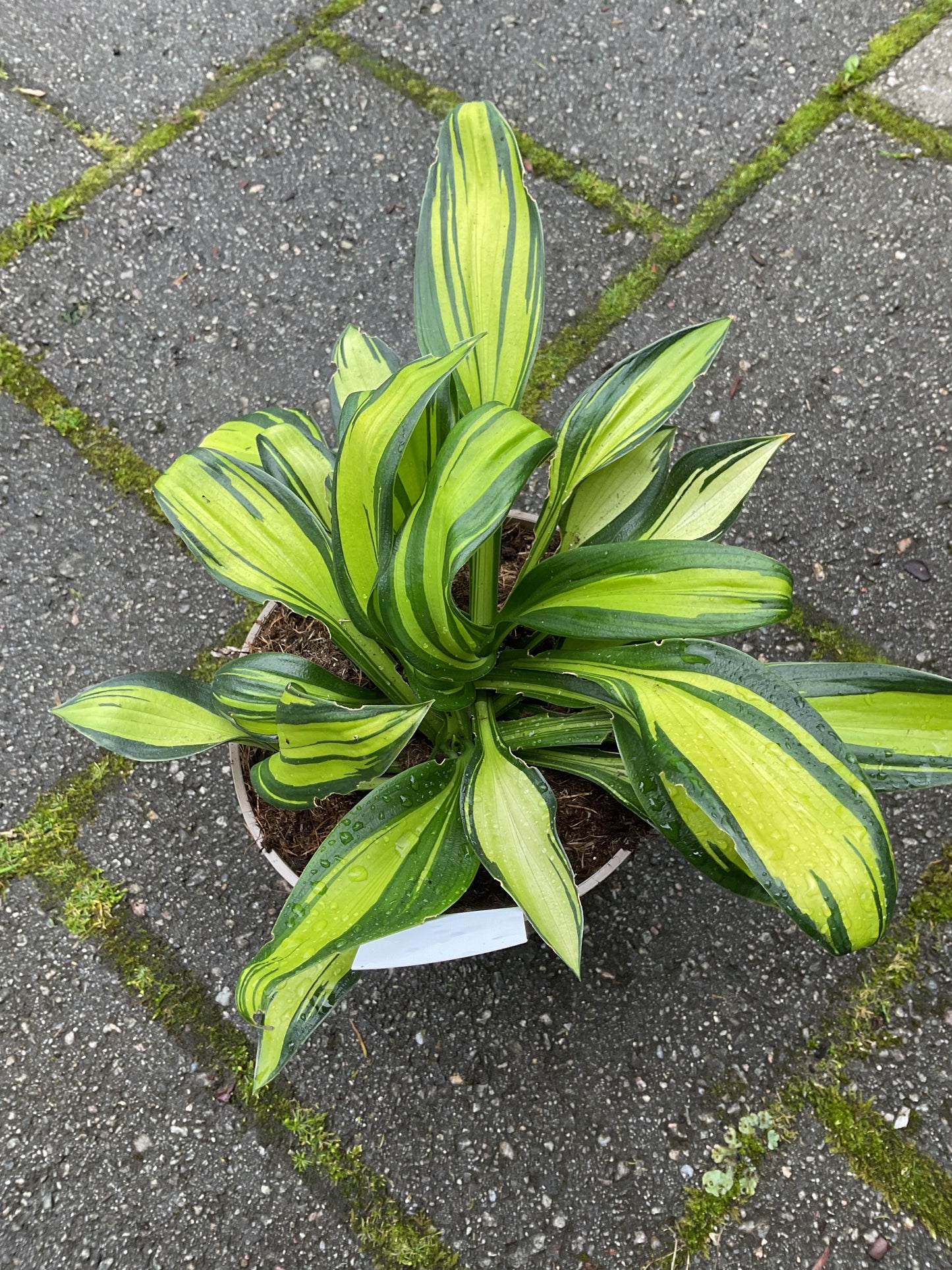 Hosta ‘Rainbow’s End’ P15