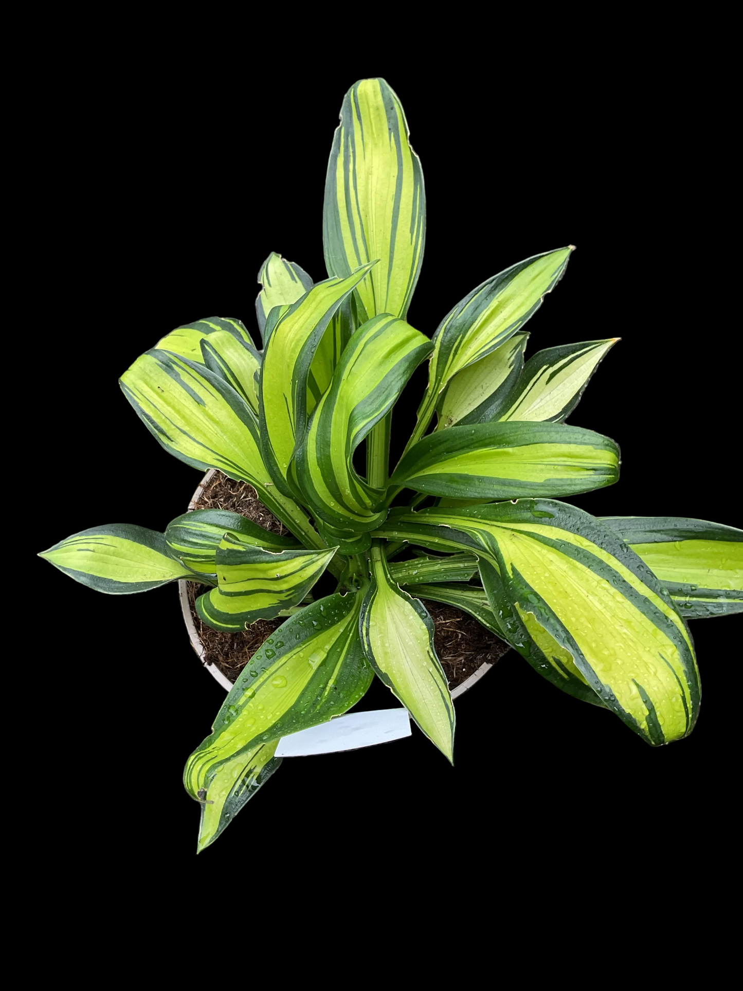 Hosta ‘Rainbow’s End’ P15