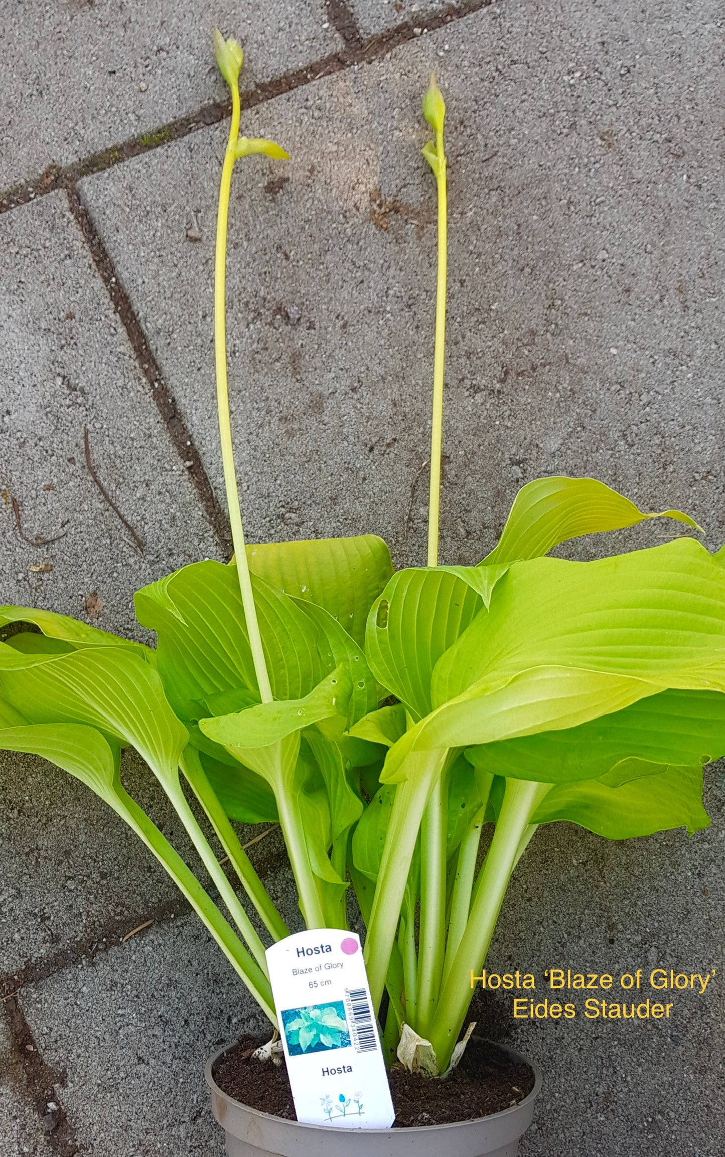 Hosta ‘Blaze of Glory’