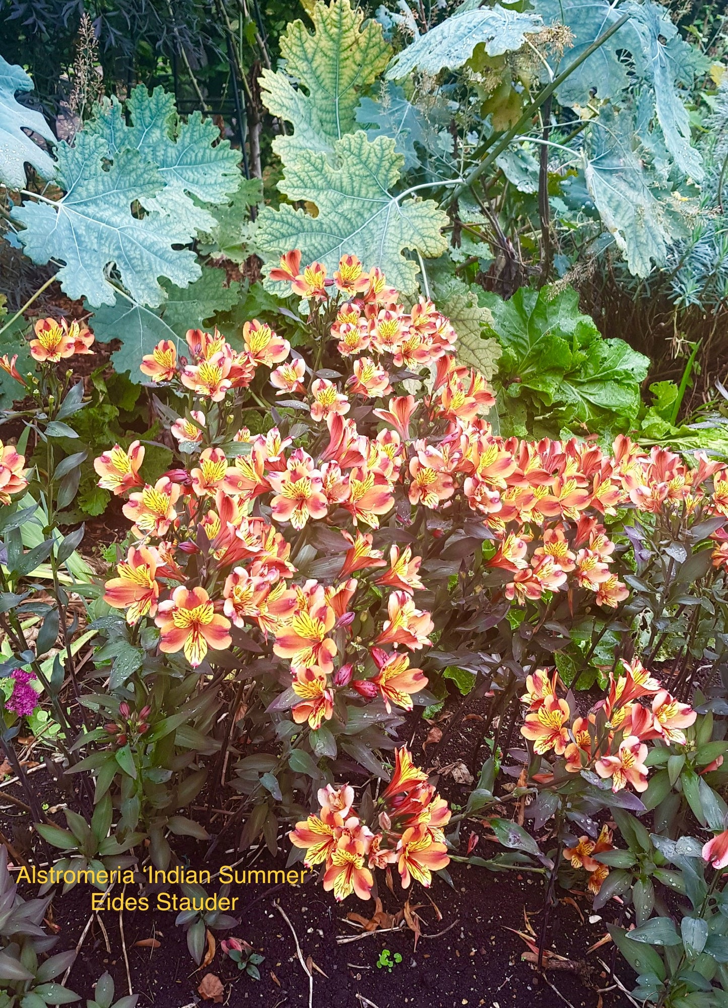 Alstromeria ‘Indian Summer’ P21