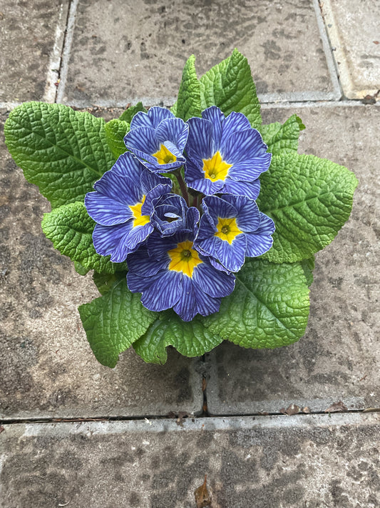 Primula hybrid ‘Zebra Blue’