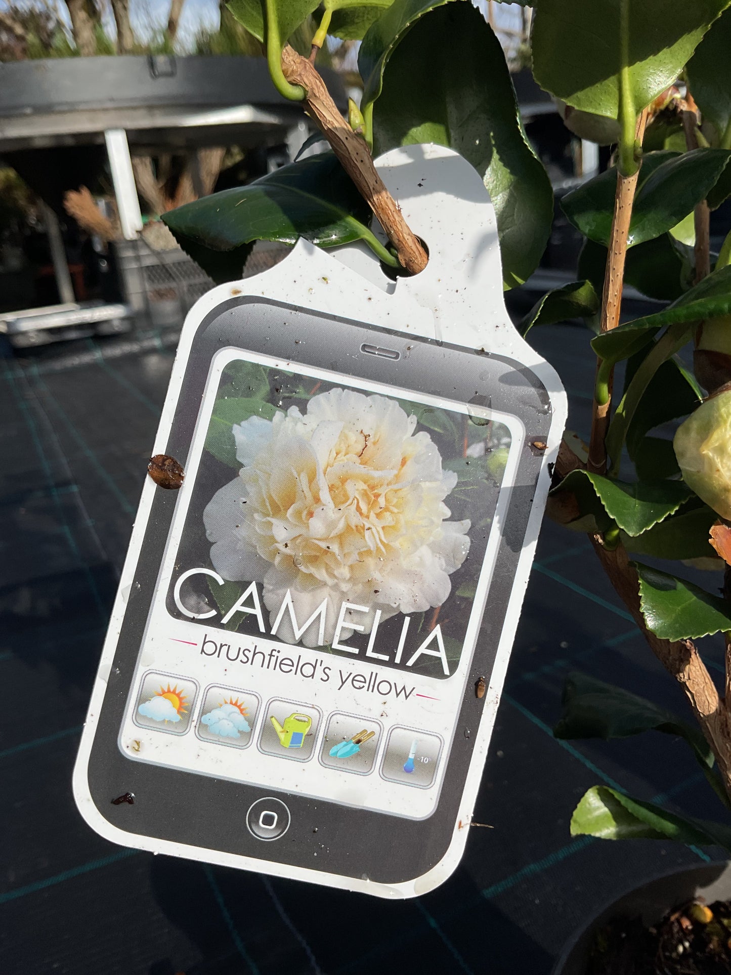 Camellia japonica ‘Brushfield’s Yellow’ P15