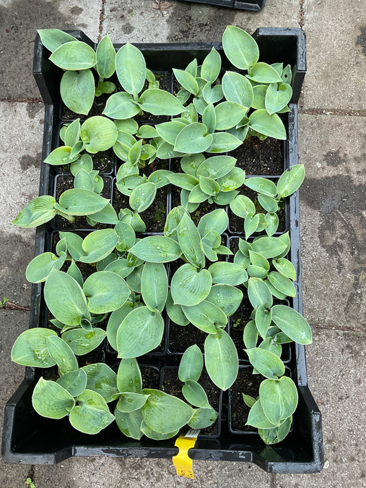 Hosta ‘Big Daddy’ P 9x9