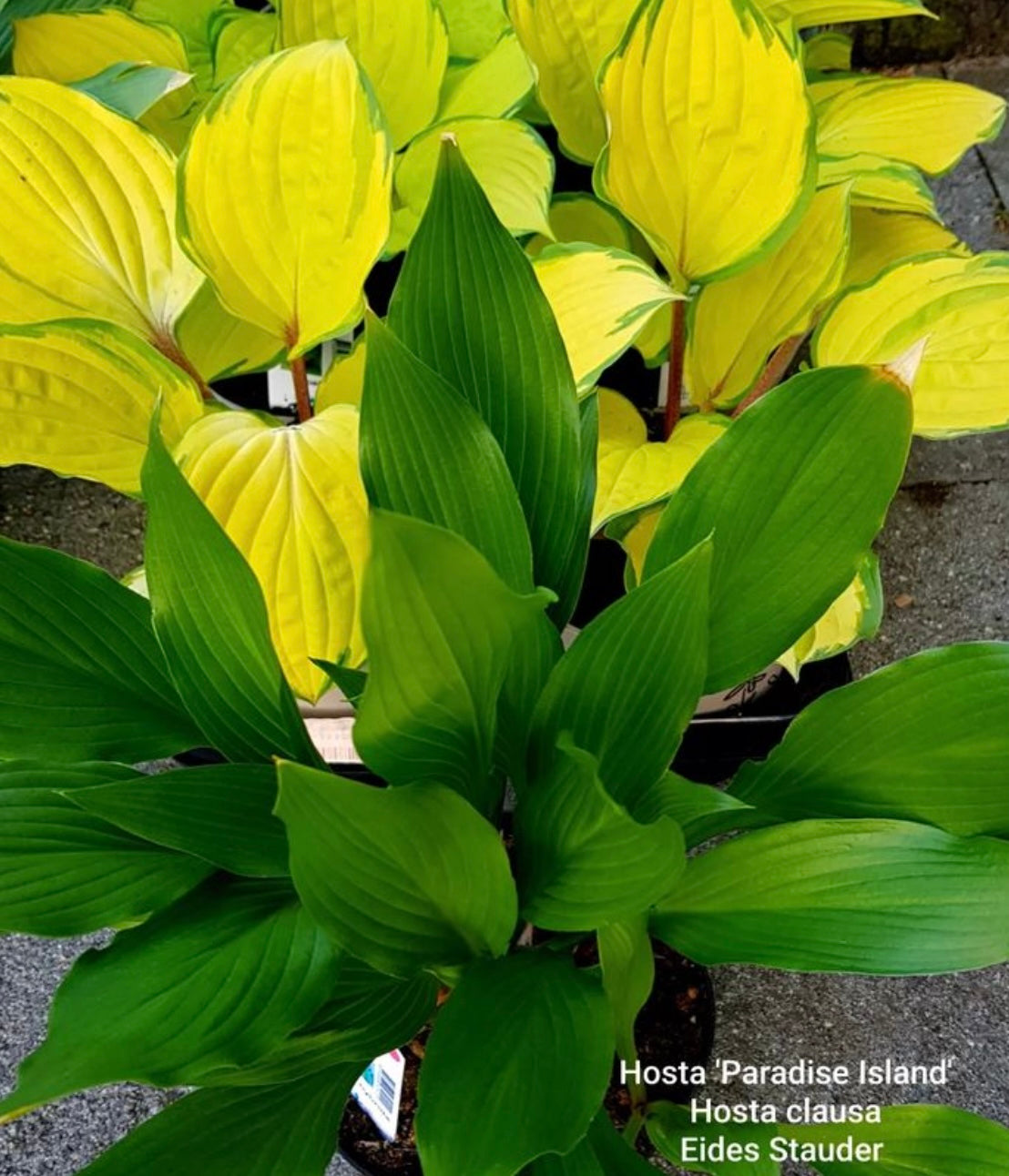 Hosta ‘Paradise Island’ P15