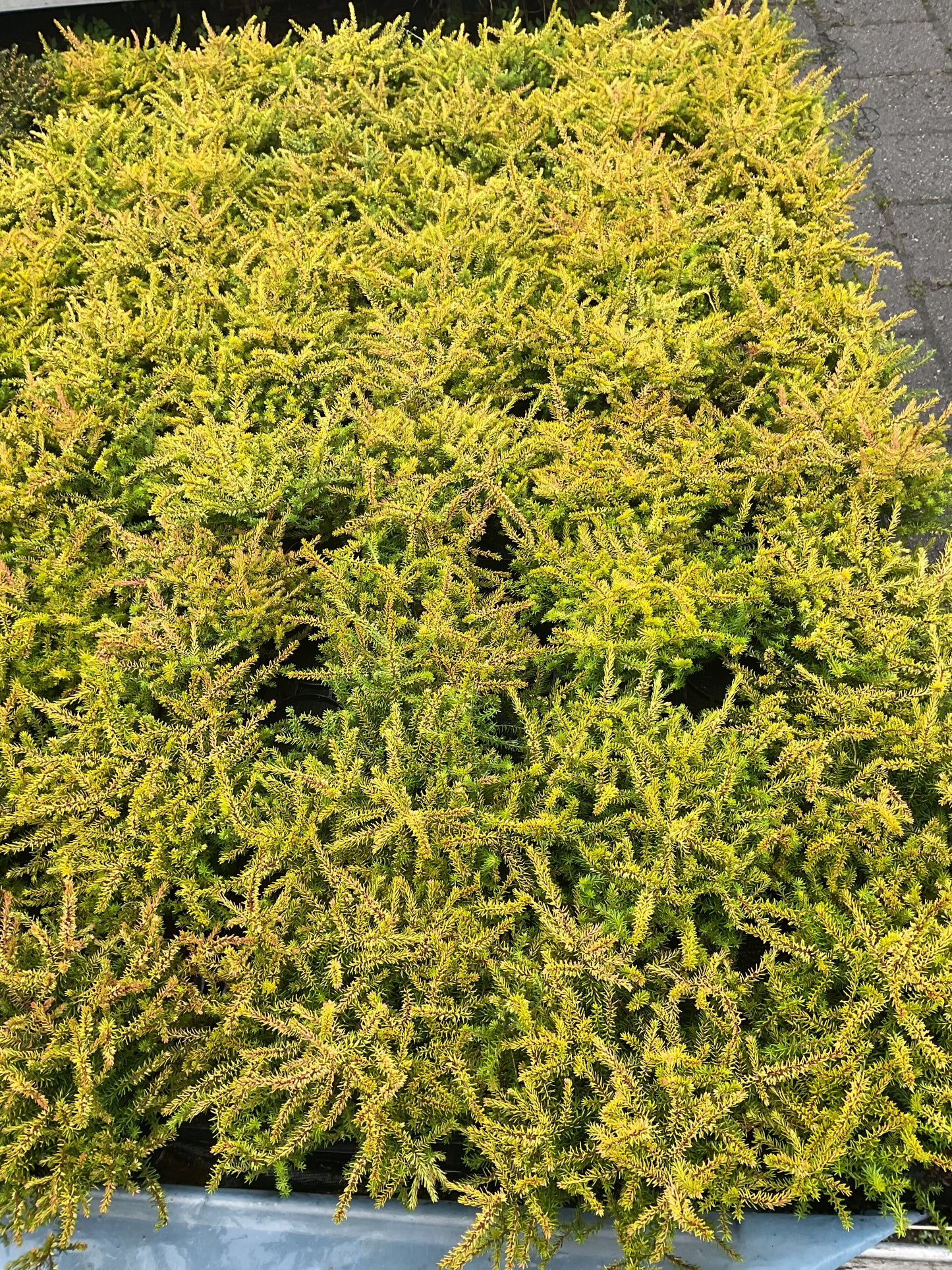 Erica x darleyensis ‘Eva Gold’ P11