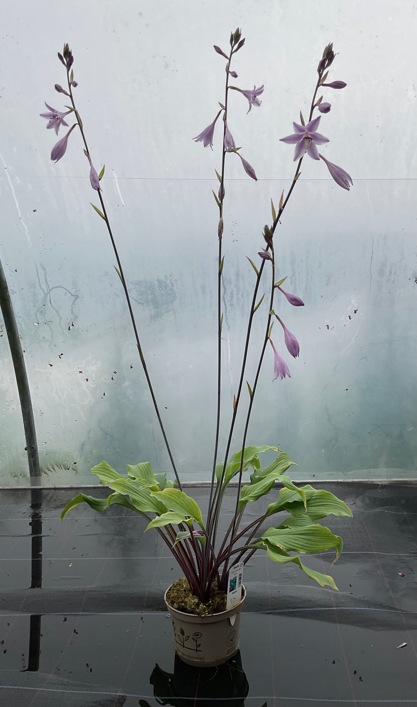 Hosta ‘Point Judith Light’ P15