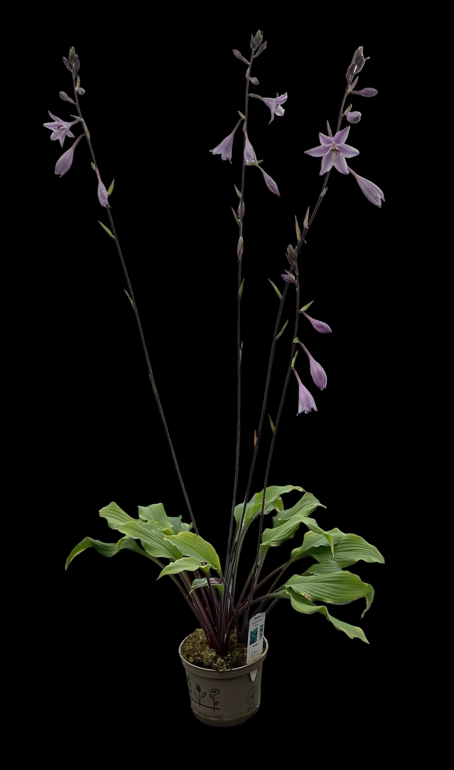 Hosta ‘Point Judith Light’ P15