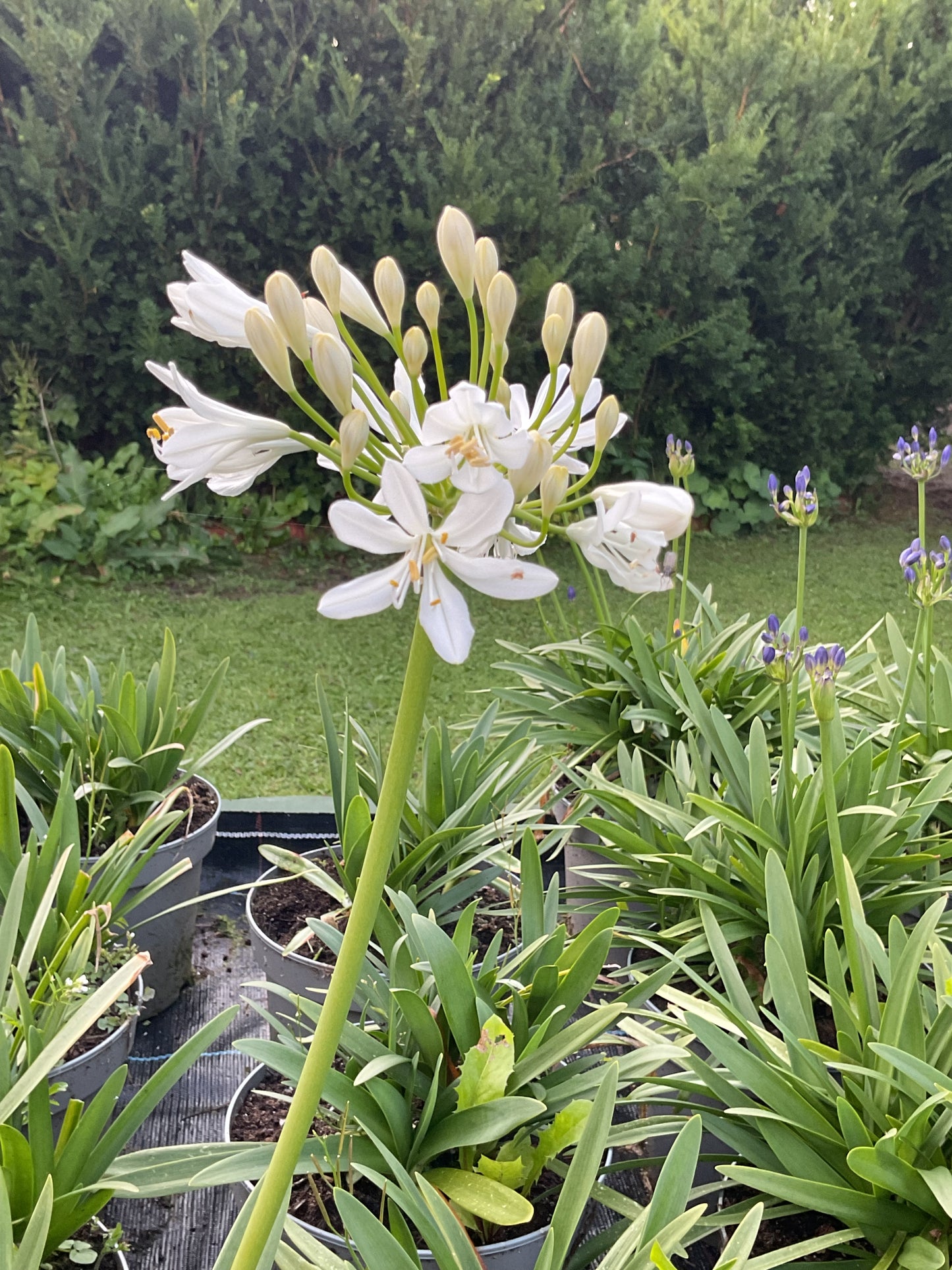 Agapanthus hybrid Hvit P19