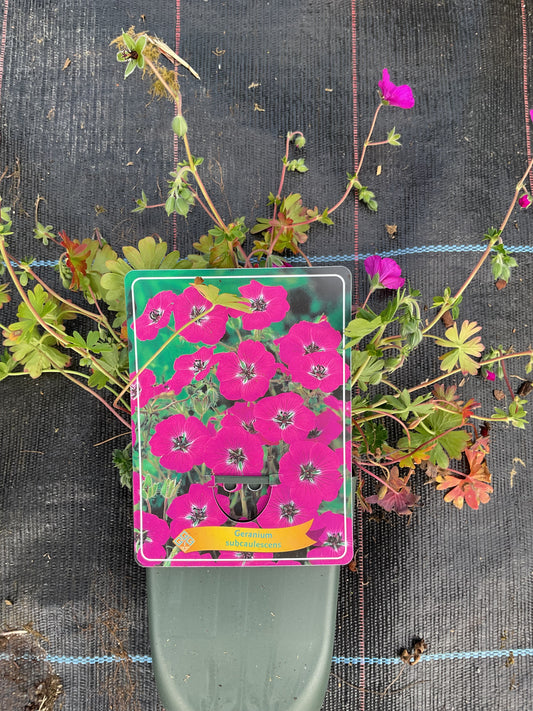 Geranium subcaulescens P11x11