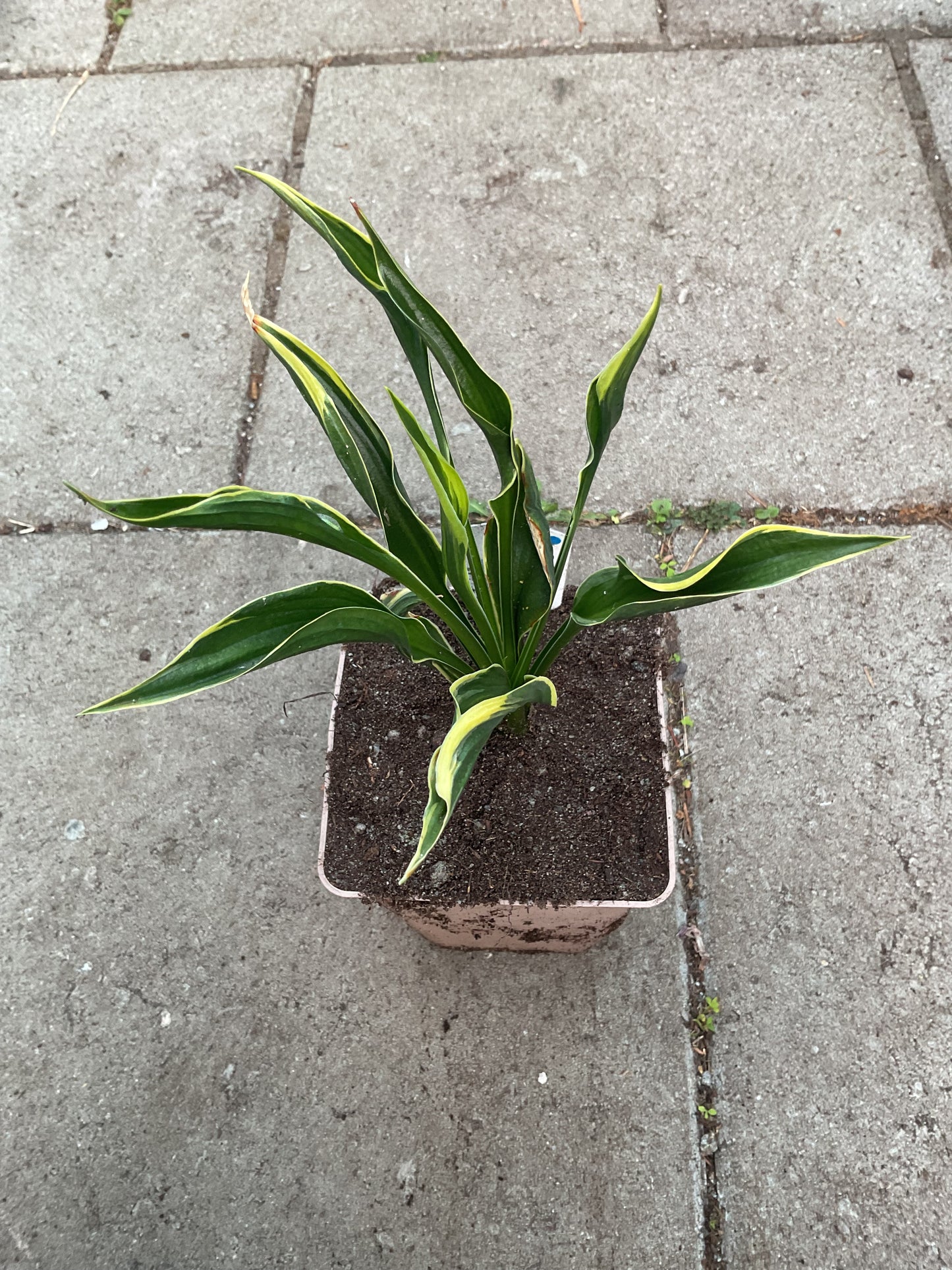 Hosta ‘Hands Up’