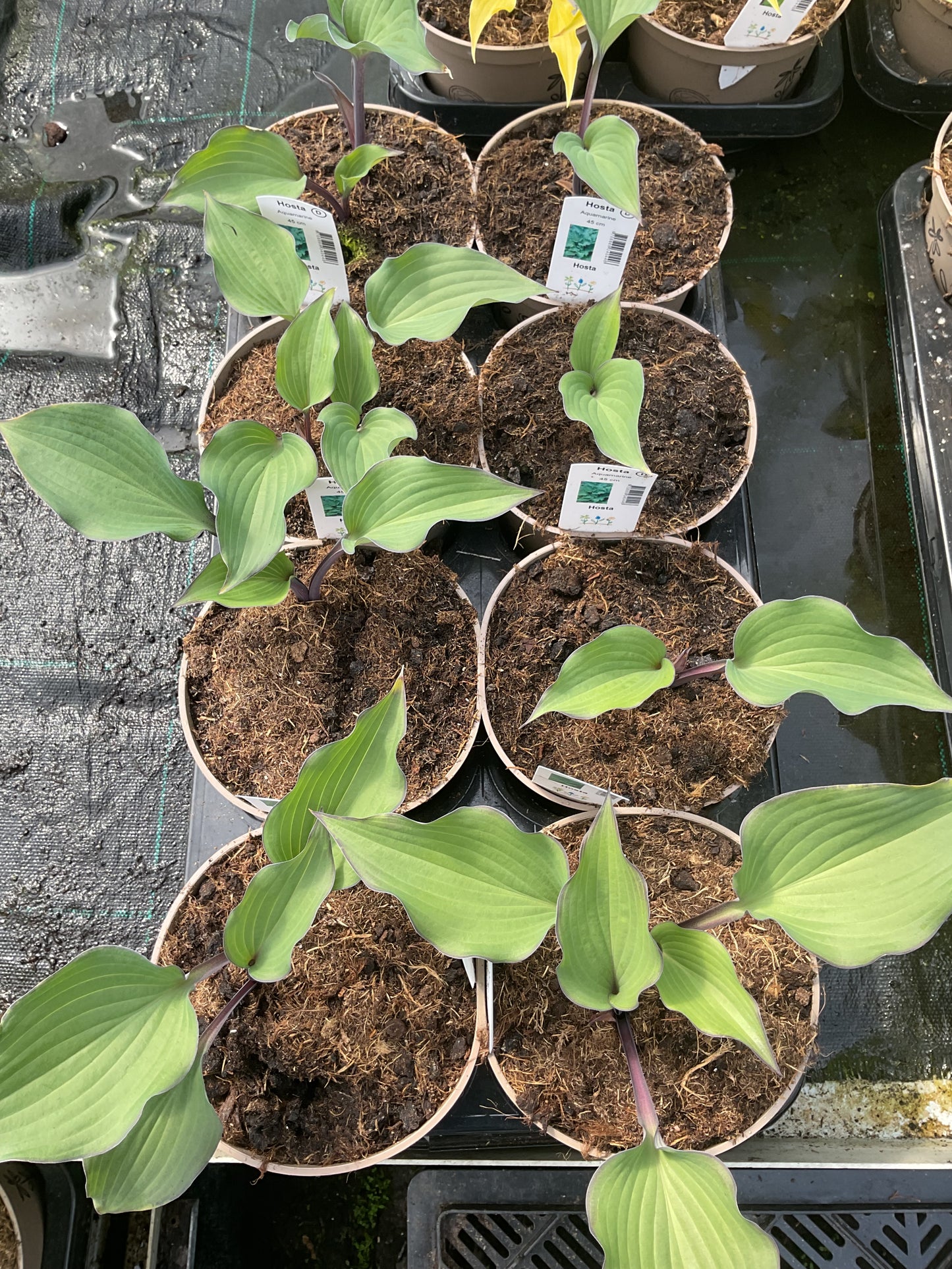 Hosta ‘Aquamarine’®️ P15