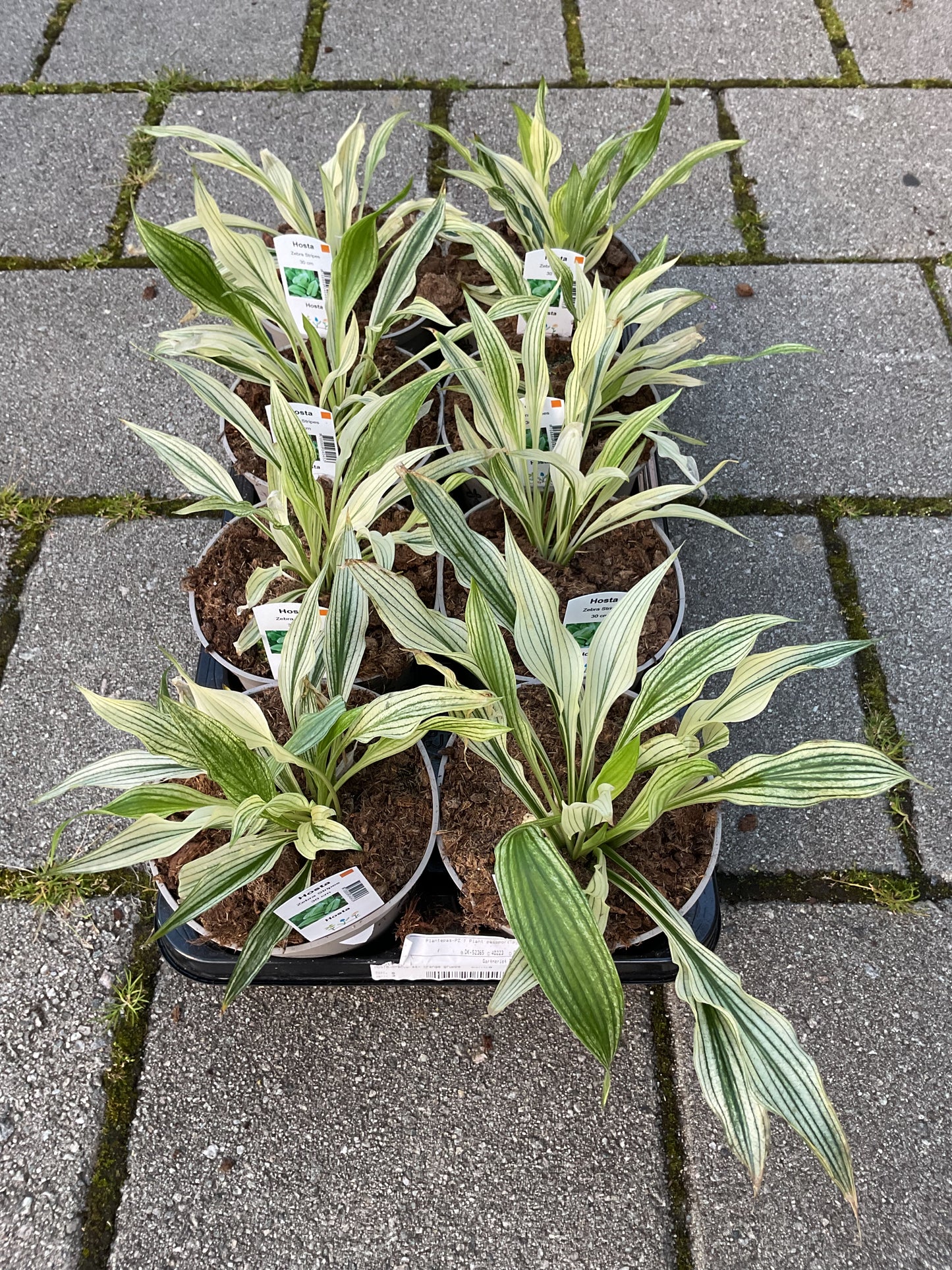 Hosta ‘Zebra Stripes’ P15