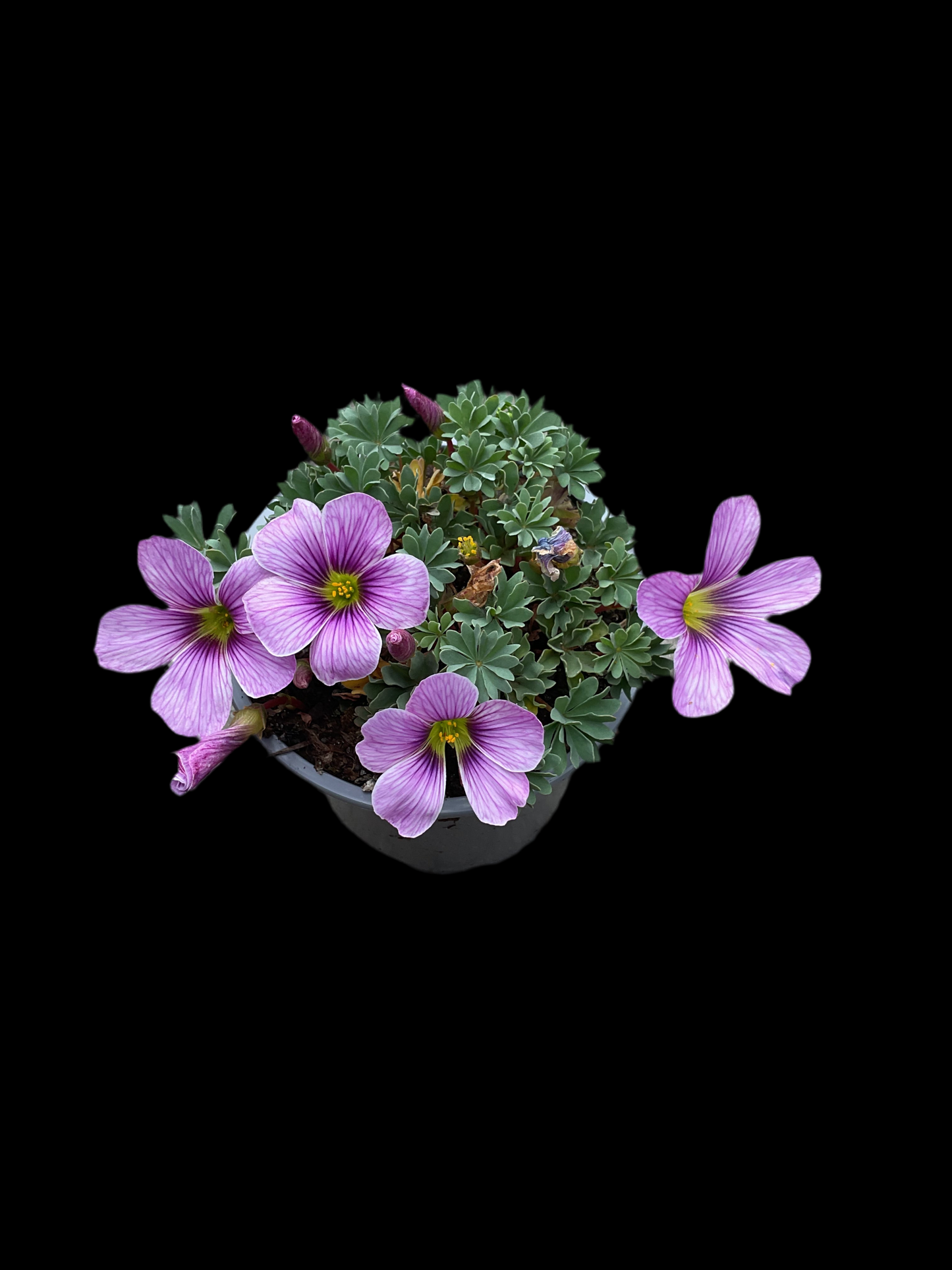 Oxalis hyb. ‘Ione Hecker’