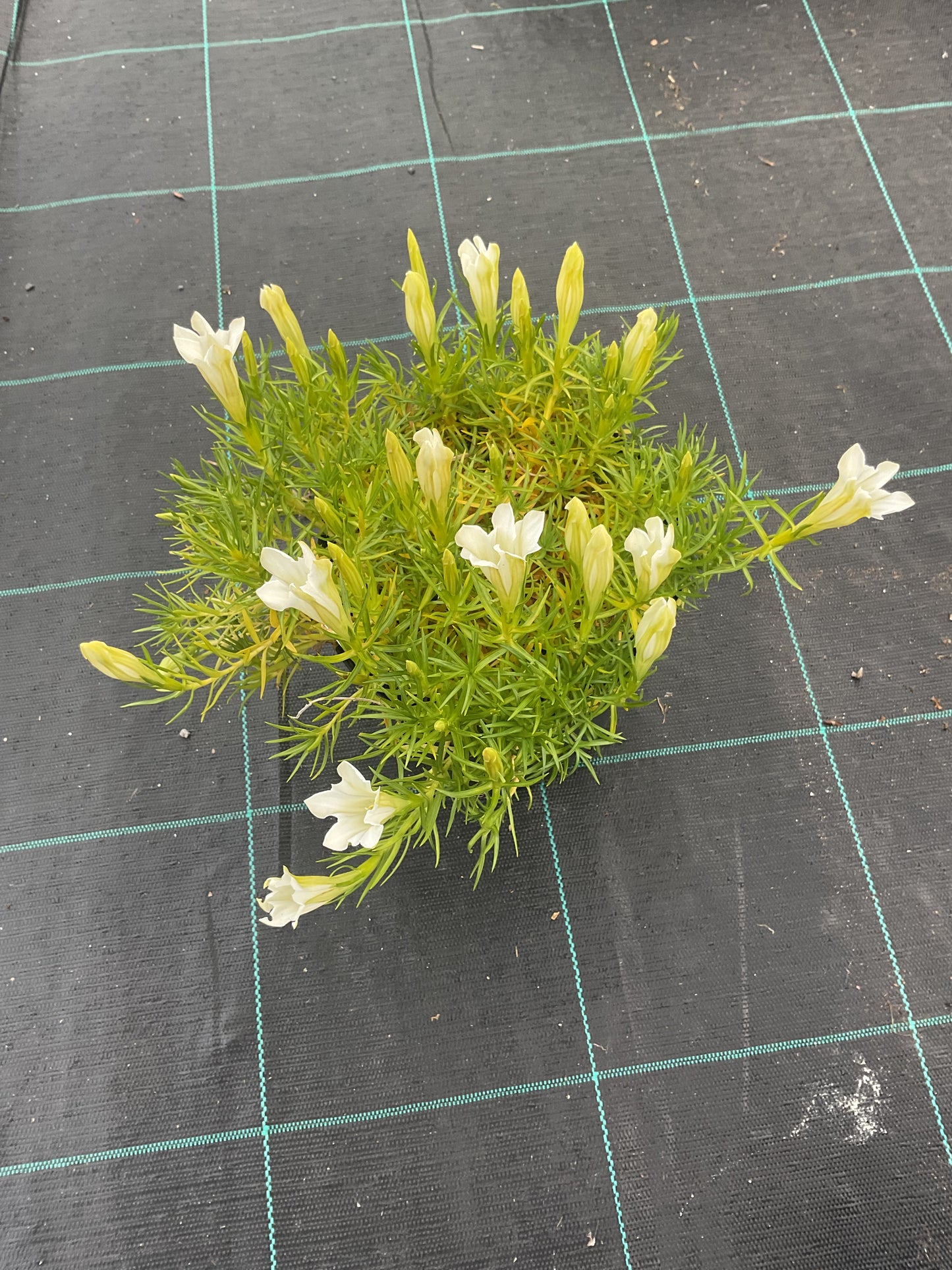 Gentiana sino-ornata ‘Weisser Traum’ P15