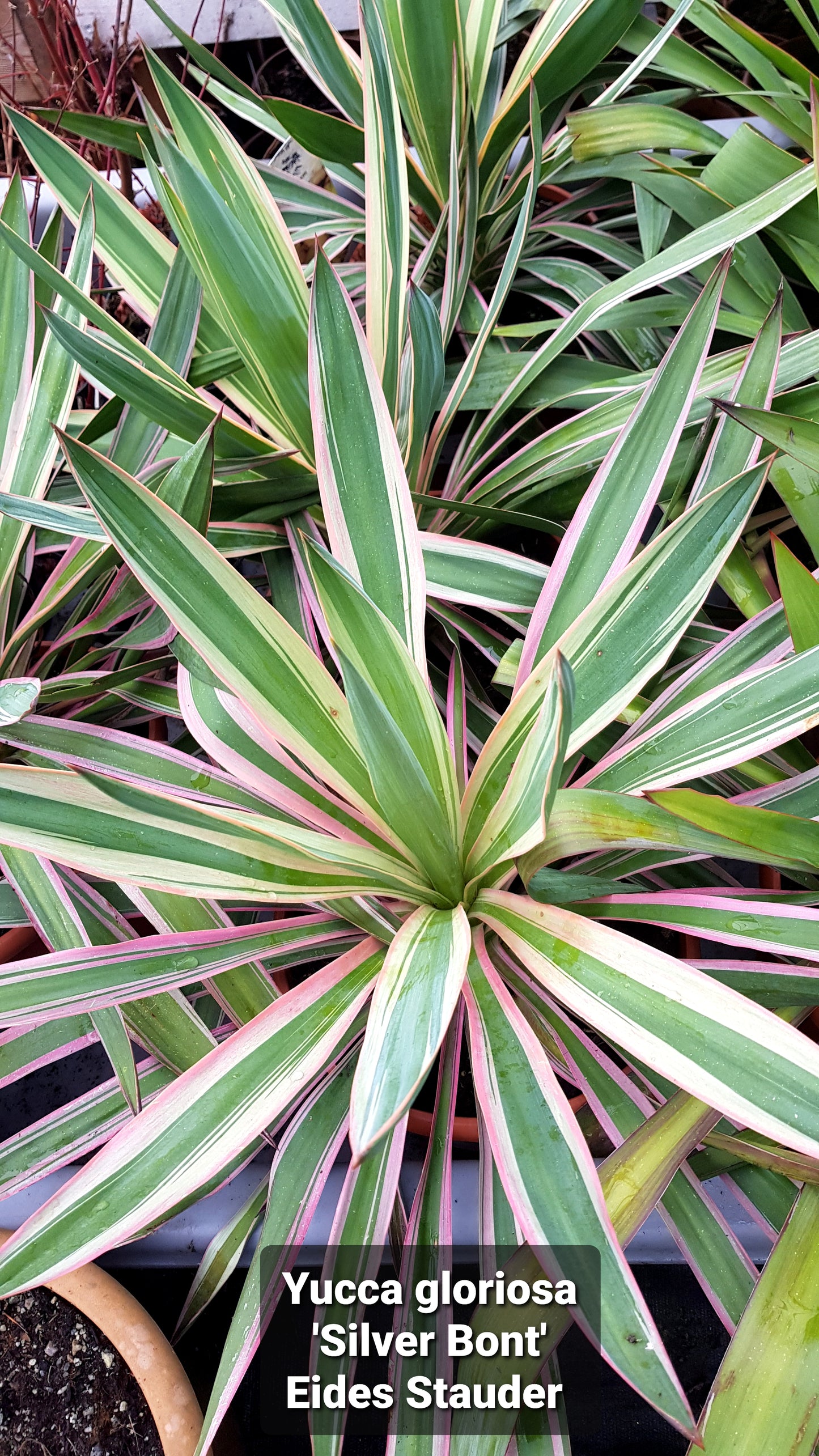 Yucca gloriosa ‘Silver Bont’