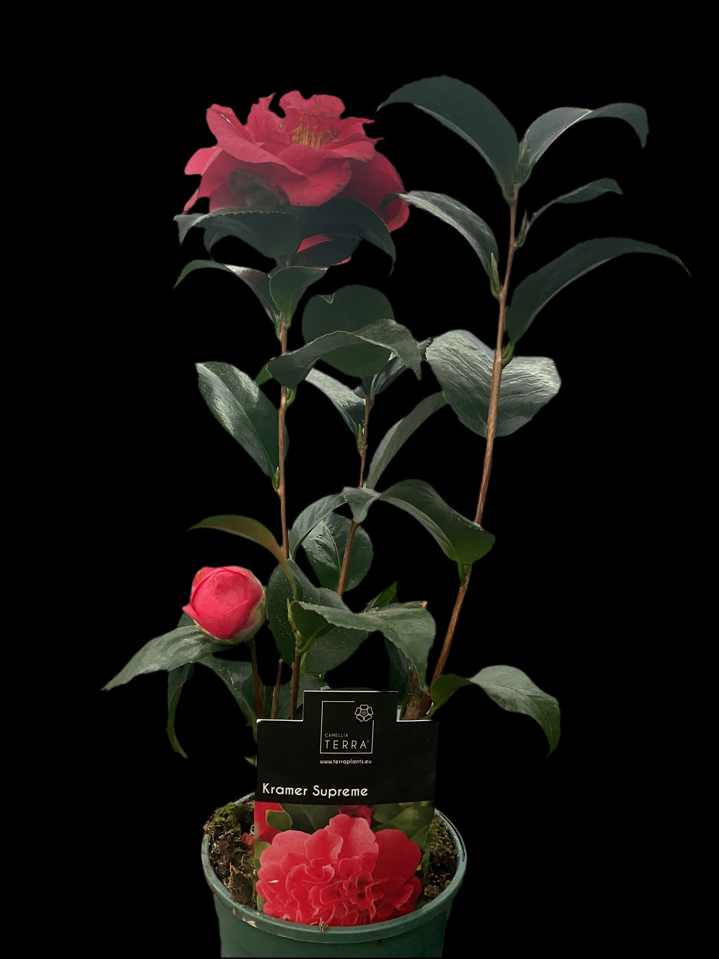 Camellia japonica ‘Kramer Supreme’ P12