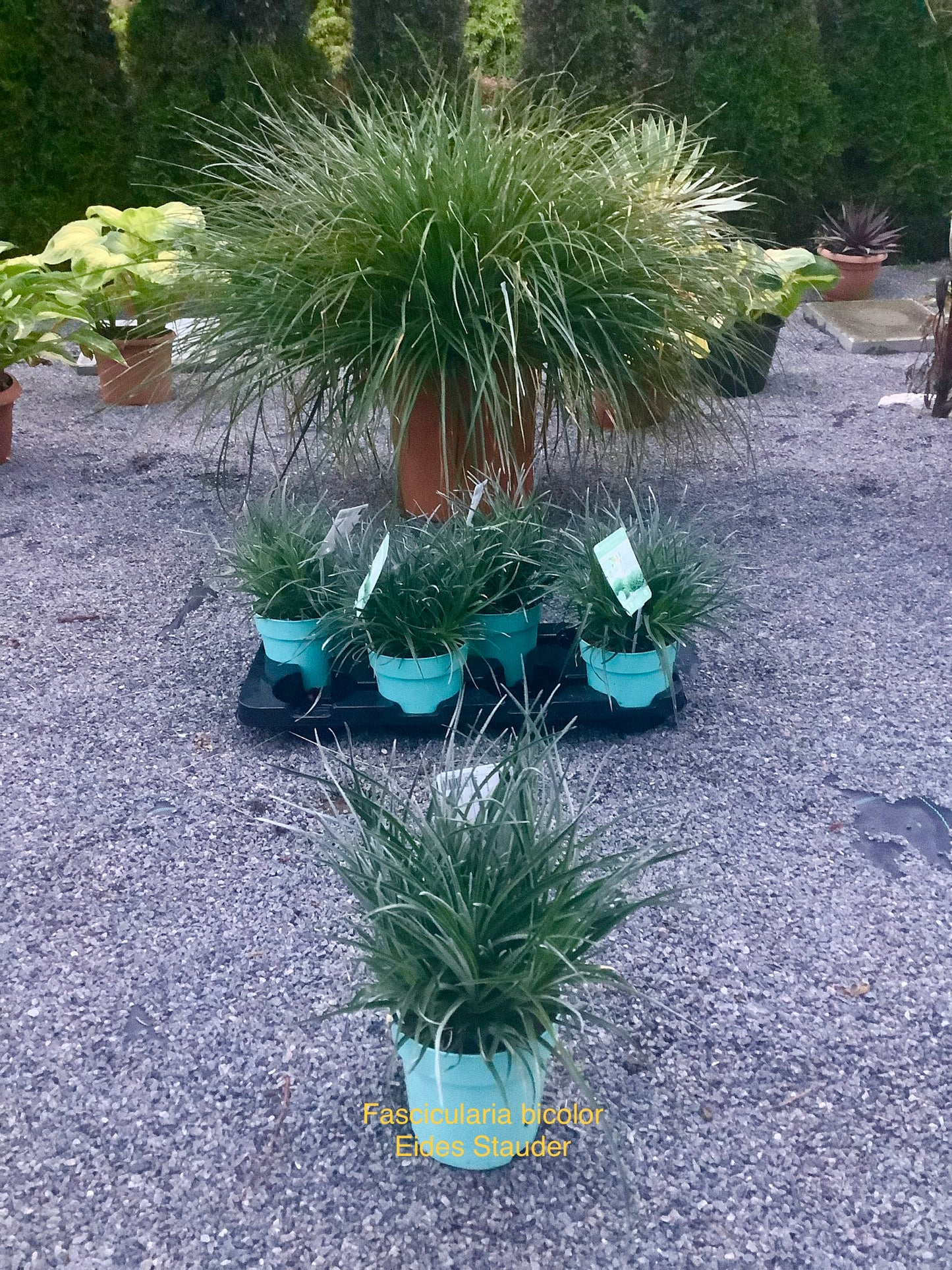 Fascicularia bicolor