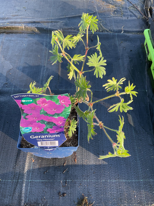 Geranium sanguineum ’Tiny Monster’ P11x11