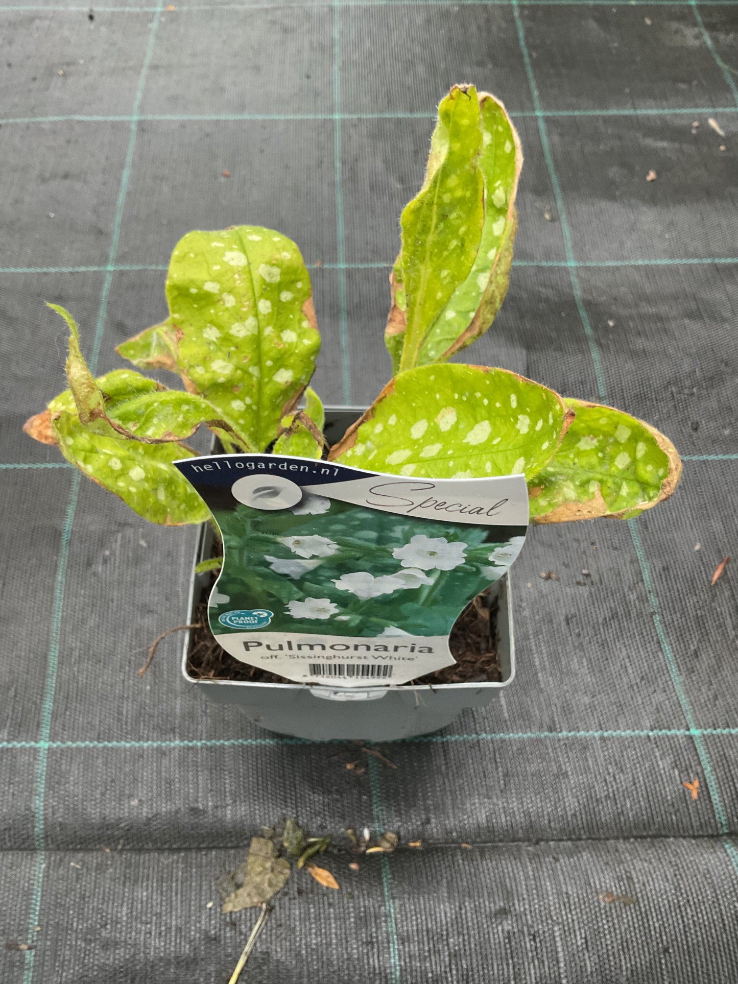 Pulmonaria officinalis ‘Sissinghurst White’ P11x11