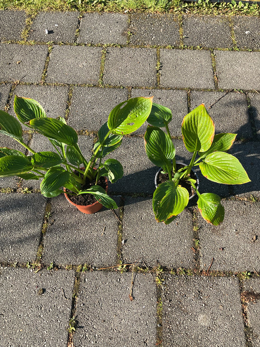 Hosta fortunei ‘Hyacintina’ P17