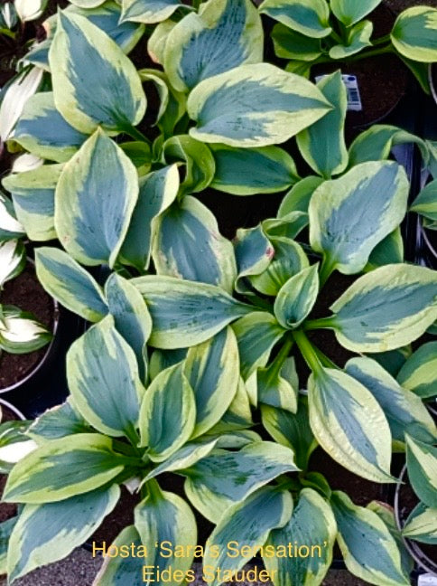 Hosta ‘Sara’s Sensation’