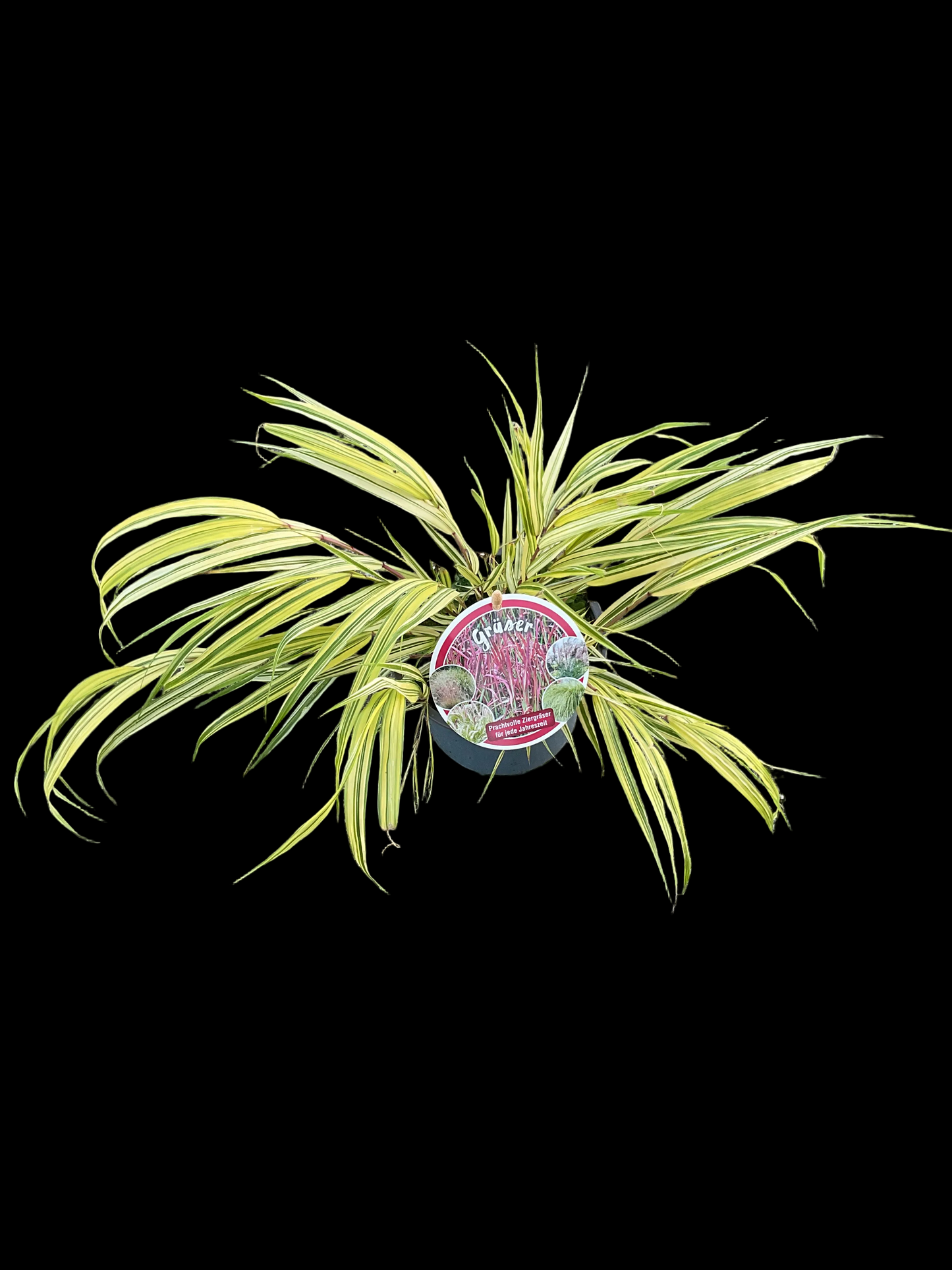 Hakonechloa macra ‘Aureola’ P13