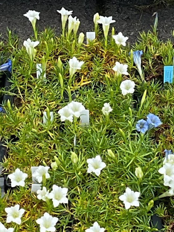 Gentiana ‘Weisser Traum’ 6 stk i P 9x9