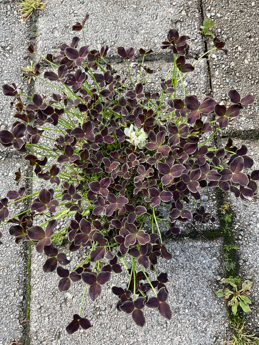 Trifolium repens ‘Dark Debbie’ P11
