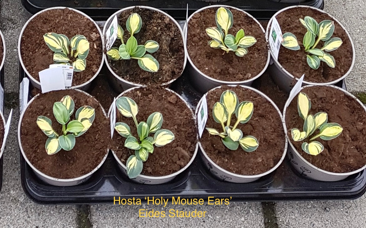 Hosta ‘Holy Mouse Ears’