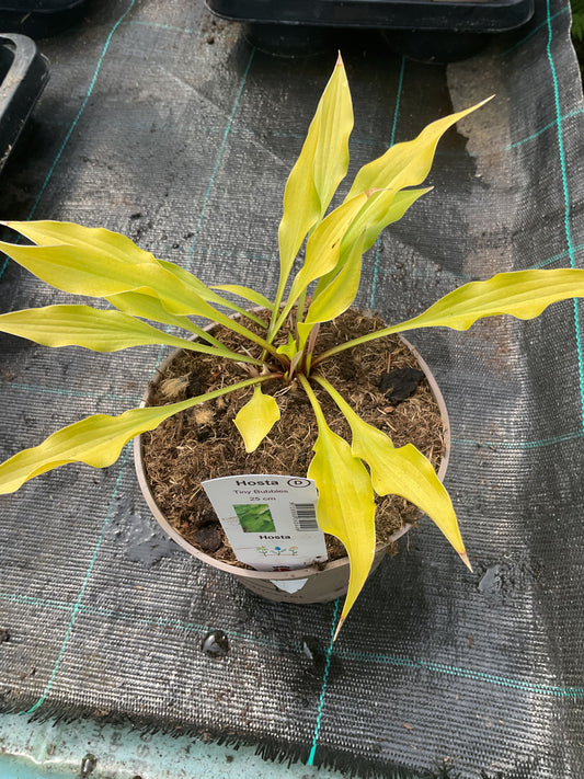 Hosta ‘Tiny Bubbles’ P15